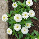 W1340 Profusion Double White Improved Zinnia, 5 Seeds