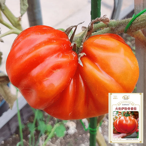 'Firenza' Ribbed Tomato, 10 Seeds