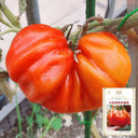 'Firenza' Ribbed Tomato, 10 Seeds