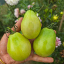 1030 Emerald Plum Tomato, 5 Seeds