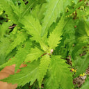 Chenopodium ambrosioides Seeds, 100 Seeds