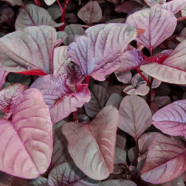 Red Round Leaf Amaranth Seeds, 20g