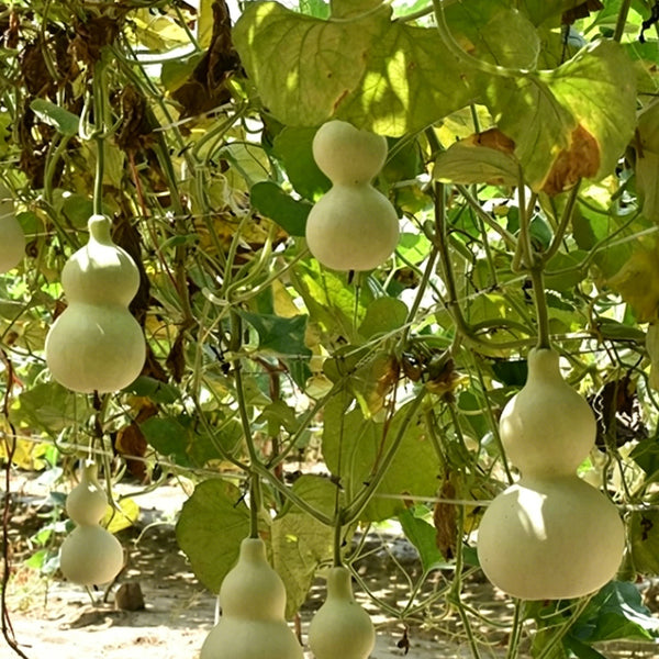 Large Wine Gourd, 10 Seeds