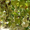 Large Wine Gourd, 10 Seeds