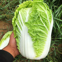 'Qiuguan 70' Chinese Cabbage Seeds, 10g