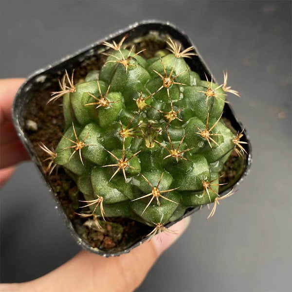 'Lishe Peony' Live Cactus, 3-4cm