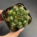 'Lishe Peony' Live Cactus, 3-4cm