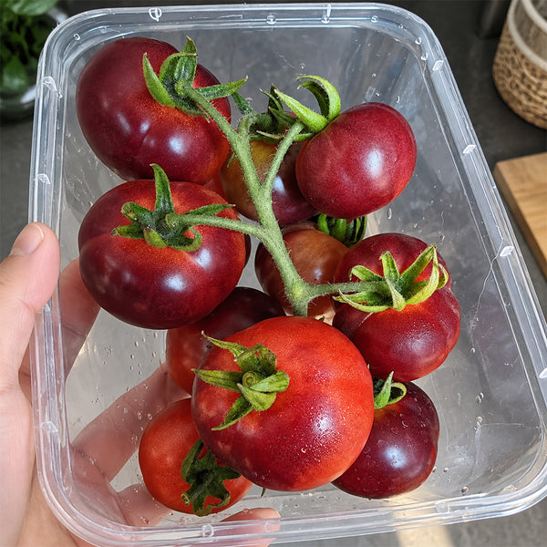 398 Glossy Rose Blue Tomato, 5 Seeds