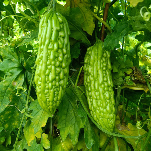 'Jiemei No.6' Bitter Gourd, 10 Seeds