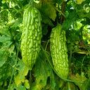 'Jiemei No.6' Bitter Gourd, 10 Seeds