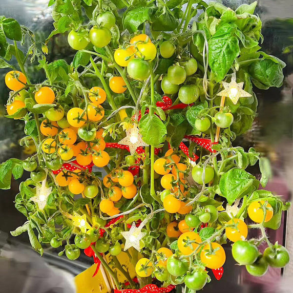 605 Eden Micro No. 5 Tomato, 5 Seeds