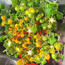 605 Eden Micro No. 5 Tomato, 5 Seeds