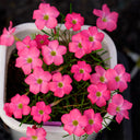 Oxalis glabra Series Bulb - 'Cherry Sundae', 6 Bulbs