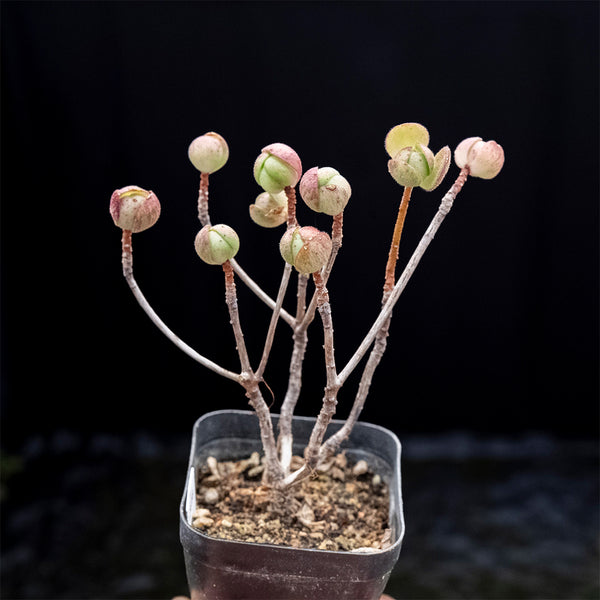 Aeonium saundersii, 1 Plant