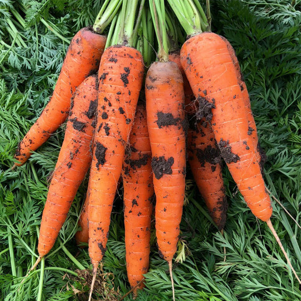 'Fengmei Xiaohongshen' Carrot Seeds, 10g