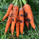 'Fengmei Xiaohongshen' Carrot Seeds, 10g