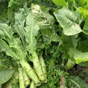 'Bimei' Stem Lettuce Seeds, 10g