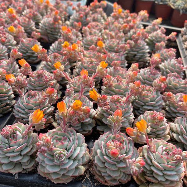 Echeveria derenbergii Captain Hay, 1pc x 1-head