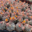 Echeveria derenbergii Captain Hay, 1pc x 1-head
