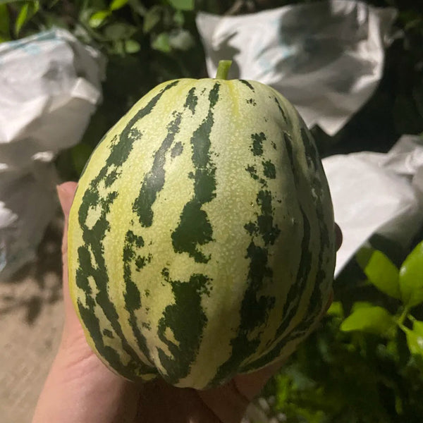 Bingtangzi High-Sugar Melon, 30 Seeds