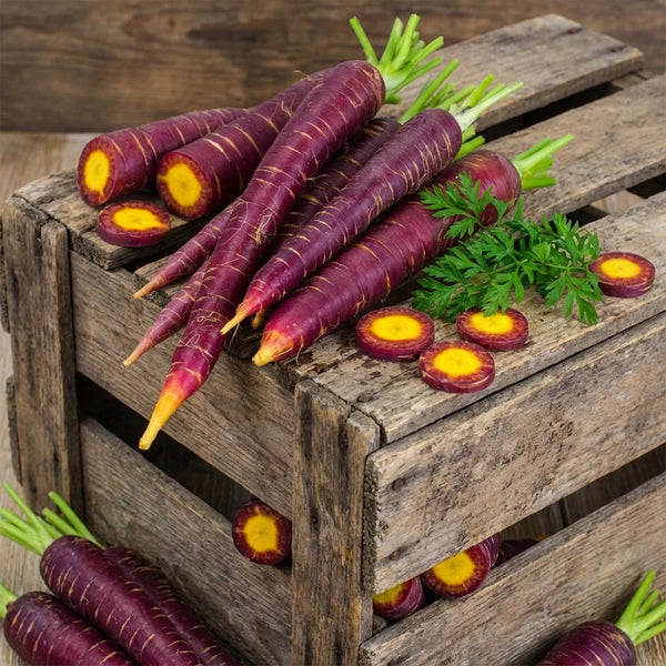 Purple Carrot F1 Seeds, 5 Grams ≈ 3000 Seeds