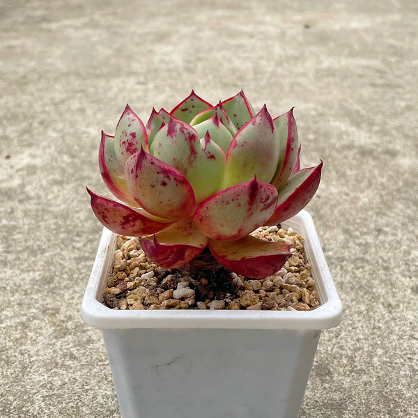Echeveria cv. 'Bullfighter', 3pcs x 1-head