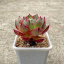 Echeveria cv. 'Bullfighter', 3pcs x 1-head
