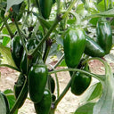 Jintai Hongjiao Chili Seeds, 1g