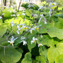 Epimedium Brevicornu Seeds, Pkt of 100