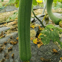 Green Superior Luffa Seeds, 20 Seeds