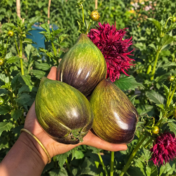 542 Emerald Brocade F5 Tomato, 5 Seeds