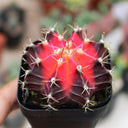 Gymnocalycium mihanovichii 'Red Variegata', 3-4cm