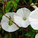 Polar Fox Morning Glory, 3 Seeds