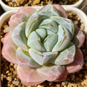 Echeveria 'Ice green', 3pcs x 1-head