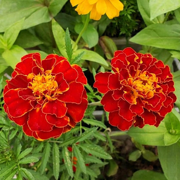Red Double French Marigold, 200 Seeds
