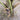 Salak Palm, 5 Seeds