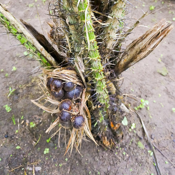 Salak Palm, 5 Seeds