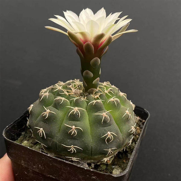 Gymnocalycium quehlianum 'White Spines', 3-4cm
