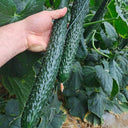 ‘Green Dragon F1 · 188’ Cucumber Seeds, 20g