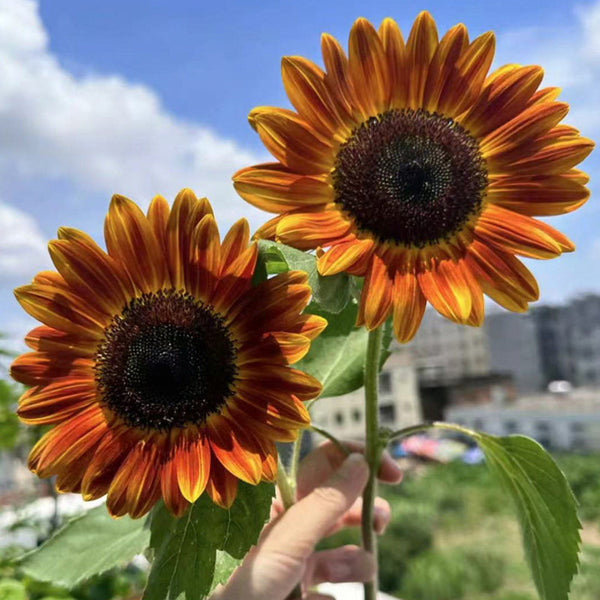 'Magician' Ornamental Sunflower Seeds, 2g