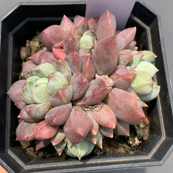 Echeveria cv. 'Illusion', 3pcs x 1-head