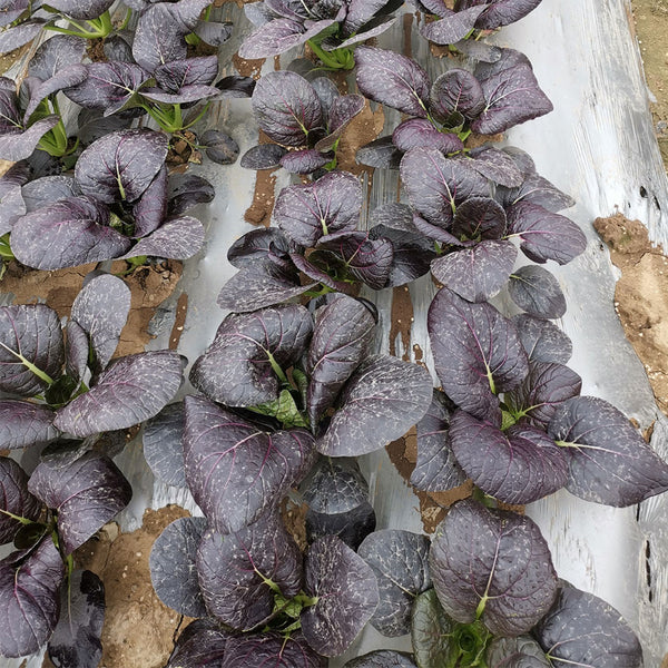 Purple Bok Choy Seeds, 5g