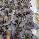 Purple Bok Choy Seeds, 5g