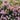 Pink Evening Primrose, 1g