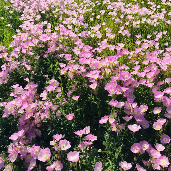 Pink Evening Primrose, 1g