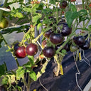 860 Dwarf Gondwana Rose Tomato, 5 Seeds