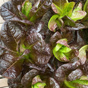 'Creamy Peacock' Lettuce Seeds, 2g