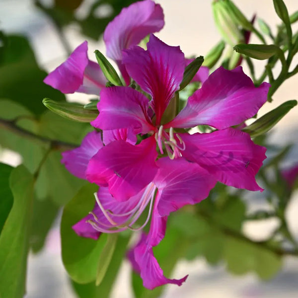 Bauhinia purpurea, 25 Seeds