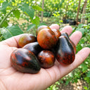 406 Exstrime Buch Tomato, 5 Seeds