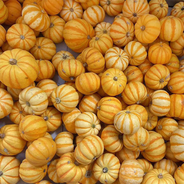 Yellow Beibei Pumpkin Seeds, 3 Seeds
